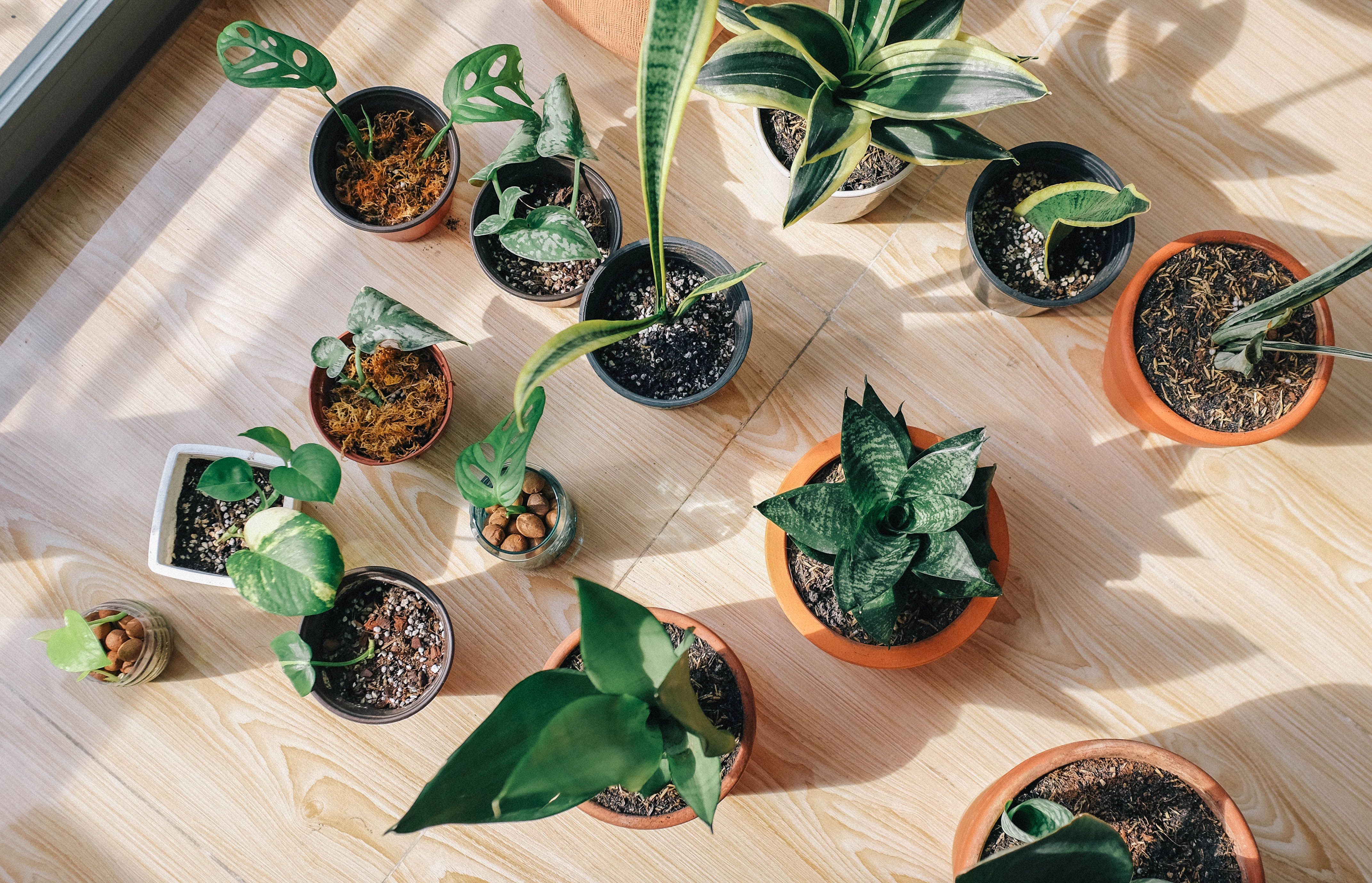 Beautiful Indoor Plant