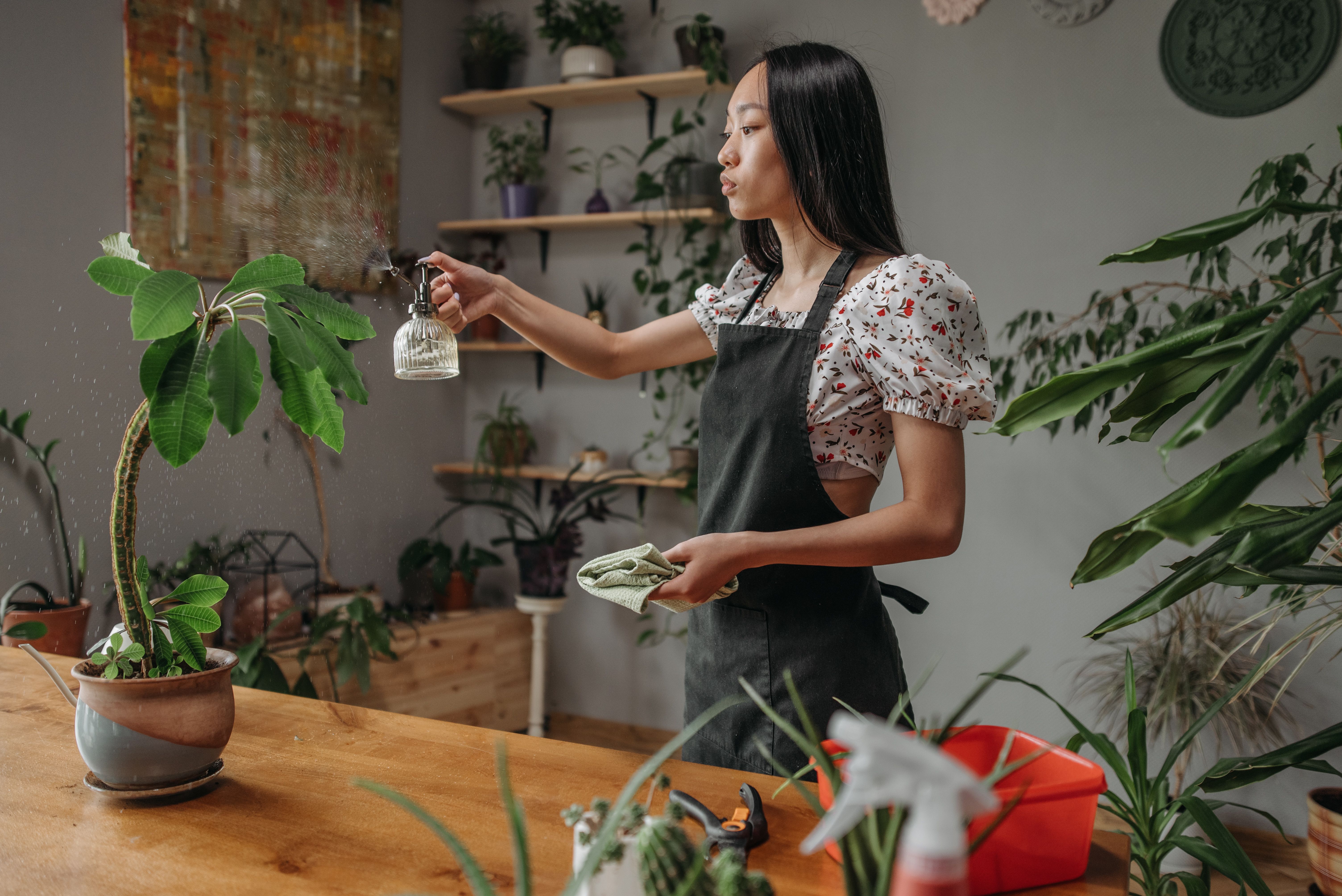 Indoor Plants Collection