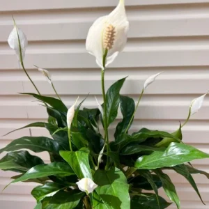 SPATHIPHYLLUM 'PEACE LILY' ROOTED WATER PLANT INDOOR PLANTS 27-3